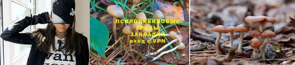 индика Алзамай
